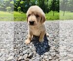 Small Photo #9 Golden Retriever Puppy For Sale in OLIVER SPRINGS, TN, USA