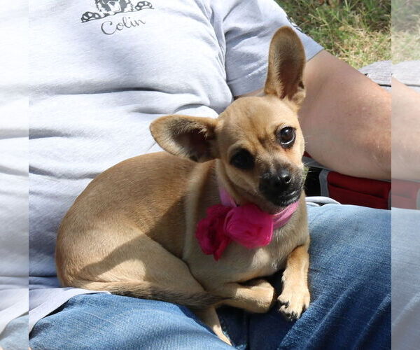 Medium Photo #3 French Bullhuahua Puppy For Sale in Bandera, TX, USA
