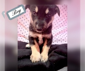 Australian Cattle Dog-Wolf Hybrid Mix Puppy for sale in LITTLETON, CO, USA