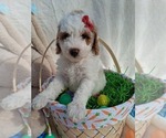 Small #23 Goldendoodle (Miniature)