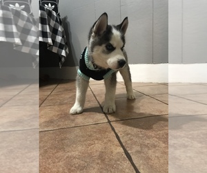 East Siberian Laika-Sharberian Husky Mix Puppy for sale in SAN ANTONIO, TX, USA