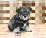 Small #3 Schnauzer (Miniature)