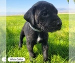Small Photo #5 Daniff-Neapolitan Mastiff Mix Puppy For Sale in MONTEVIEW, ID, USA