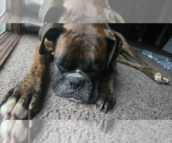 Medium Photo #2 Boxer Puppy For Sale in Woodbury, MN, USA