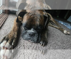 Loko *Adoption Pending* - Male Boxer Dog for Adoption - Photo #2