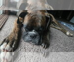 Small #1 Boxer