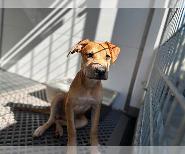 Medium Photo #2 Carolina Dog-Unknown Mix Puppy For Sale in San Bernardino, CA, USA