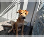 Small #1 Carolina Dog Mix