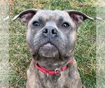 Small #12 Bullboxer Pit