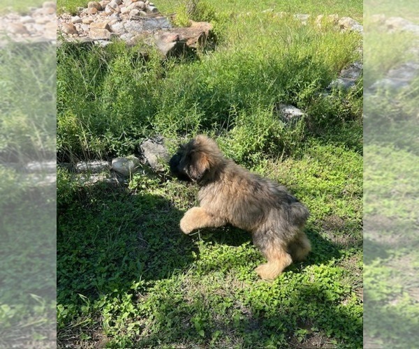 Medium Photo #8 Bouvier Des Flandres Puppy For Sale in BLANCO, TX, USA