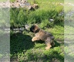 Small #7 Bouvier Des Flandres