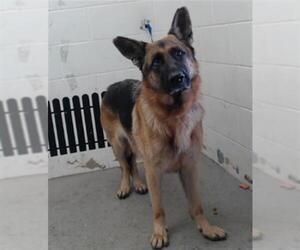 German Shepherd Dog Dogs for adoption in San Bernardino, CA, USA