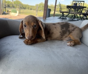 Dachshund Puppy for sale in WEBSTER, FL, USA