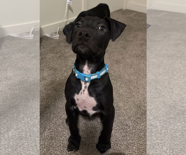 Medium Photo #2 American Staffordshire Terrier Puppy For Sale in MIDWAY, UT, USA