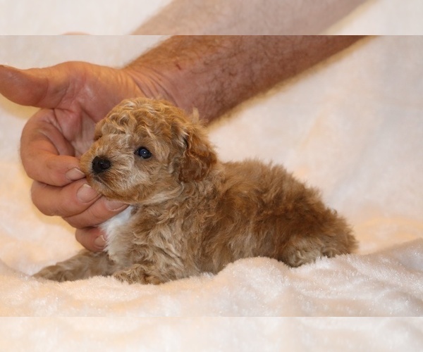 Medium Photo #8 Poodle (Toy) Puppy For Sale in DYERSBURG, TN, USA