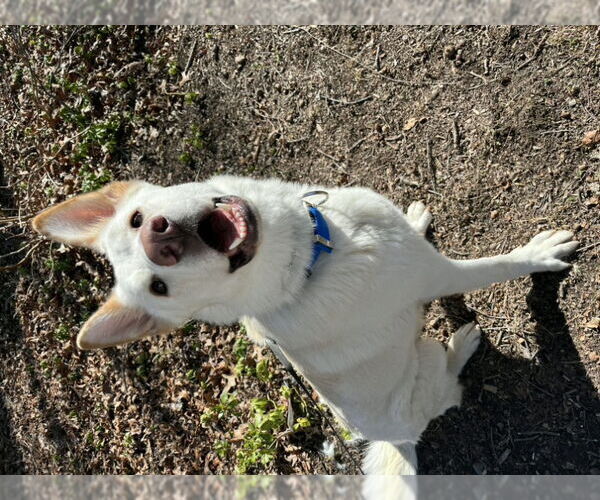 Medium Photo #25 Gerberian Shepsky Puppy For Sale in Winston Salem, NC, USA