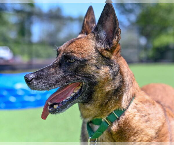 Medium Photo #2 Mutt Puppy For Sale in Stevens Point, WI, USA