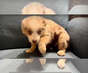 Miniature Australian Shepherd Puppy for sale in LONGVIEW, WA, USA