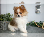 Small #2 Pomeranian