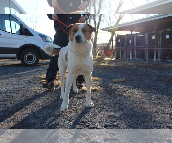 Medium Photo #1 Border Collie-Unknown Mix Puppy For Sale in Las Vegas, NM, USA