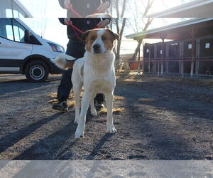 Border Collie-Unknown Mix Dogs for adoption in Las Vegas, NM, USA