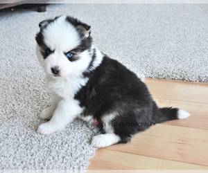 Pomsky Puppy for sale in KANSAS CITY, MO, USA
