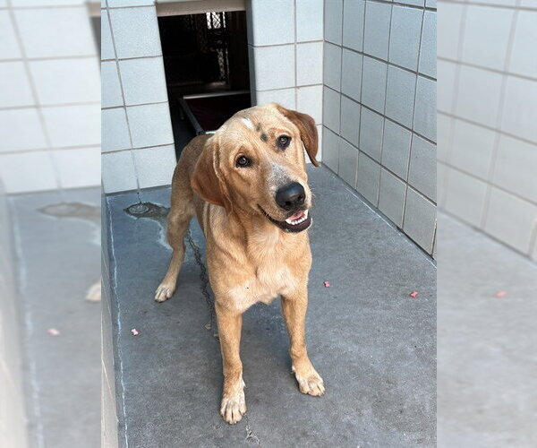Medium Photo #1 Labrador Retriever-Unknown Mix Puppy For Sale in Corpus Christi, TX, USA