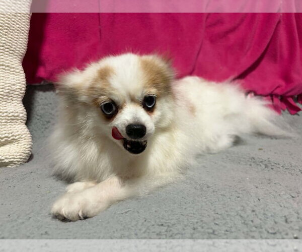 Medium Photo #3 Pomeranian Puppy For Sale in Mukwonago, WI, USA