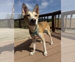 Small Siberian Husky Mix