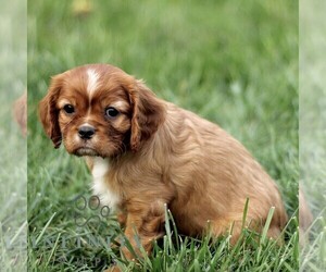 Cavalier King Charles Spaniel Puppy for sale in KINZERS, PA, USA