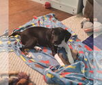Small #3 Mutt