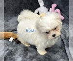 Small Photo #18 Mal-Shi Puppy For Sale in SILEX, MO, USA