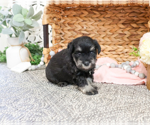 Schnauzer (Miniature) Puppy for sale in SYRACUSE, IN, USA
