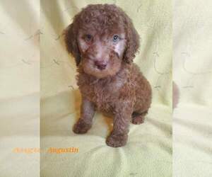 Poodle (Standard) Puppy for sale in AIKEN, SC, USA