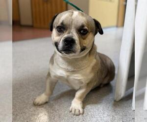 Mutt Dogs for adoption in Modesto, CA, USA