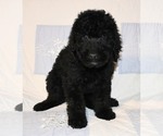 Small #9 Labradoodle