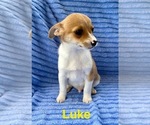 Small #2 Chihuahua