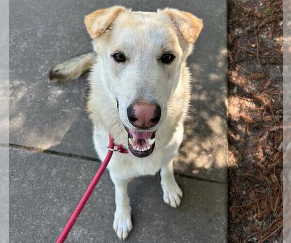 Medium Photo #3 German Shepherd Dog-Unknown Mix Puppy For Sale in Santa Rosa, CA, USA