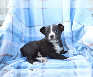 Miniature Australian Shepherd-Mutt Mix Puppy for sale in SHILOH, OH, USA