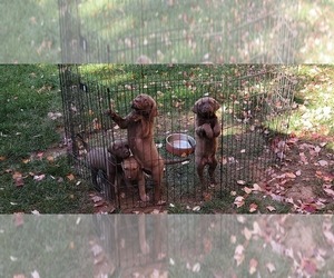 Mother of the Chesapeake Bay Retriever puppies born on 09/25/2023