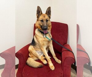 Isla - Female German Shepherd Dog Dog for Adoption - Photo #2