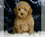Small #4 Goldendoodle (Miniature)