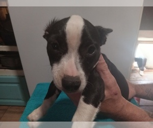 Boston Terrier-Miniature Bull Terrier Mix Dogs for adoption in TOLAR, TX, USA
