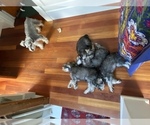 Small Photo #5 Schnauzer (Miniature) Puppy For Sale in CAMBRIDGE, MA, USA