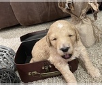 Small Photo #10 Goldendoodle Puppy For Sale in LITTLE FLOCK, AR, USA