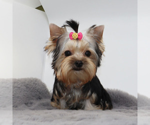 Yorkshire Terrier Puppy for sale in LOS ANGELES, CA, USA