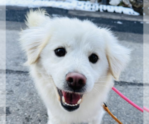 Mutt Dogs for adoption in San Ramon, CA, USA