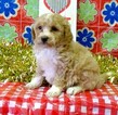Small Photo #5 Goldendoodle (Miniature) Puppy For Sale in CONOWINGO, MD, USA
