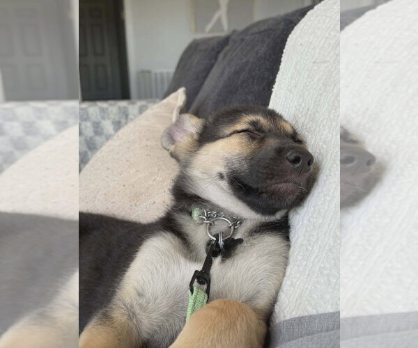 Medium Photo #4 Mutt Puppy For Sale in Andover, MN, USA