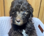 Puppy Teddy Double Doodle